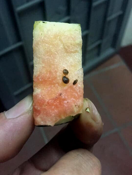 Dùng vỏ dưa hấu nhử ốc sên