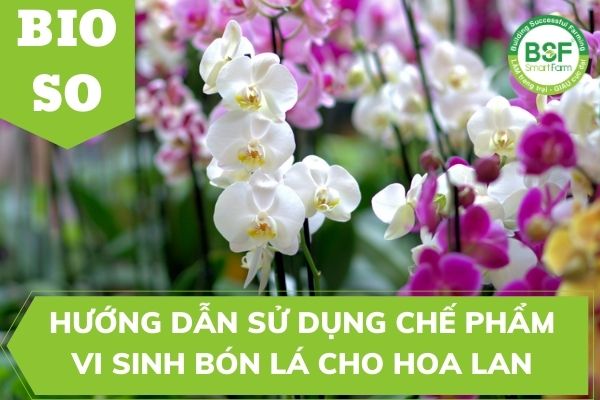 Hướng Dẫn Sử Dụng Chế Phẩm Vi Sinh Bón Lá BIO SO Cho Hoa Lan