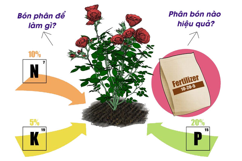 Bón phân cho hoa hồng như thế nào là đúng – đủ ?