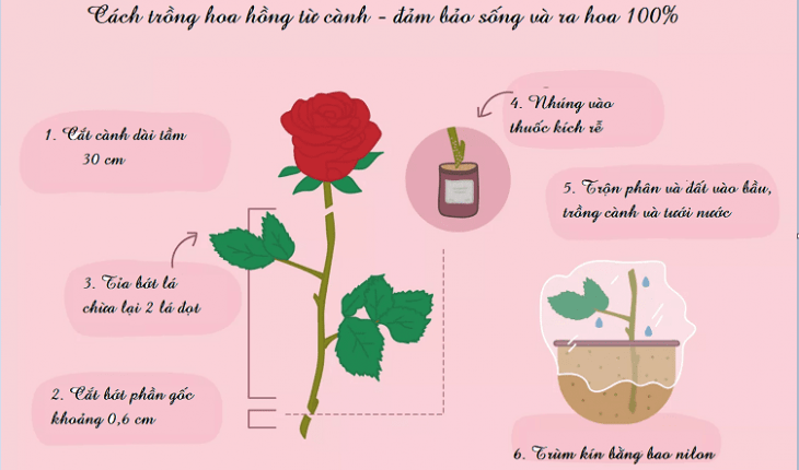 Cách trồng hoa hồng từ cành