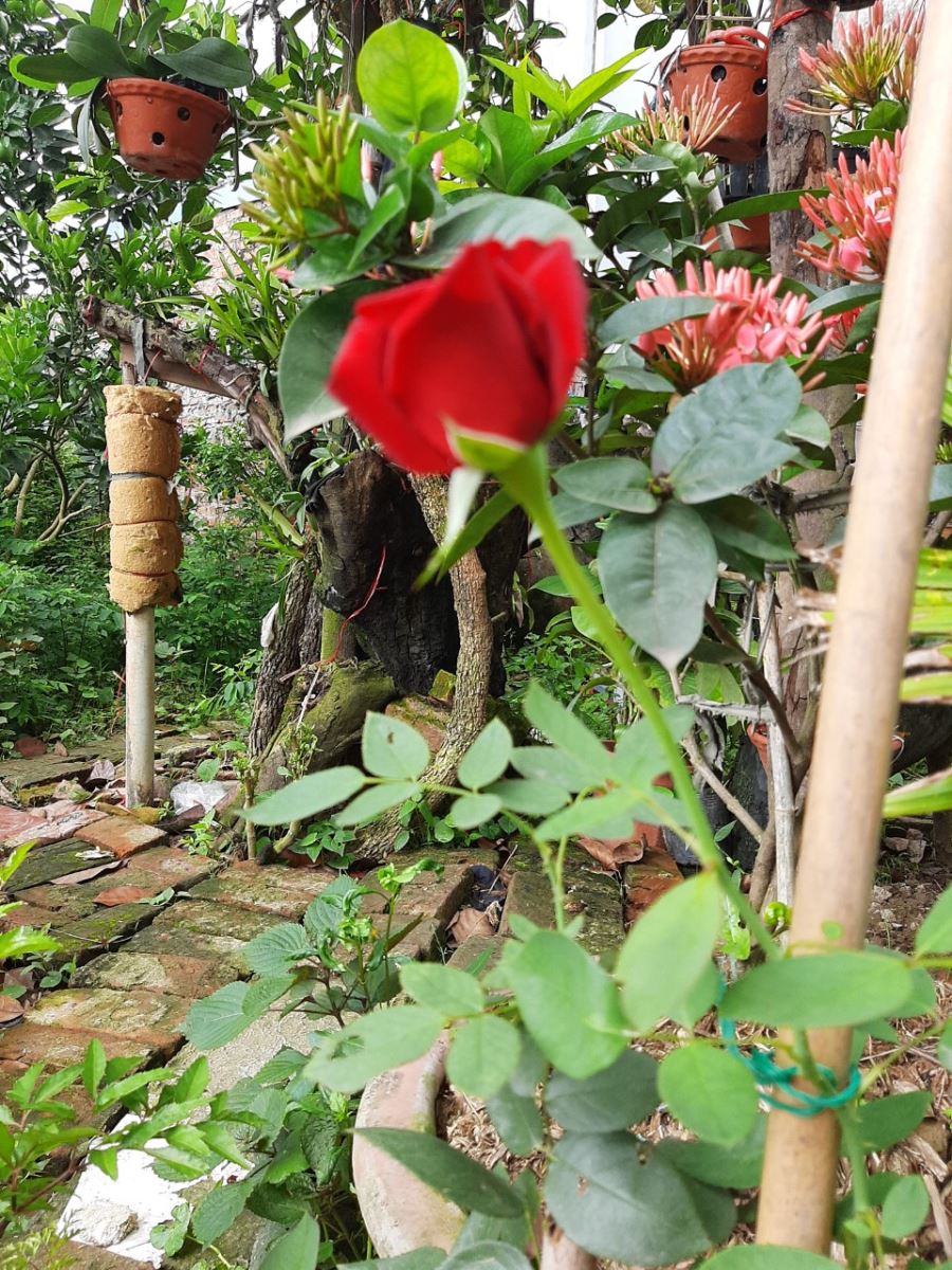 Kinh Nghiệm Trồng Hoa Hồng