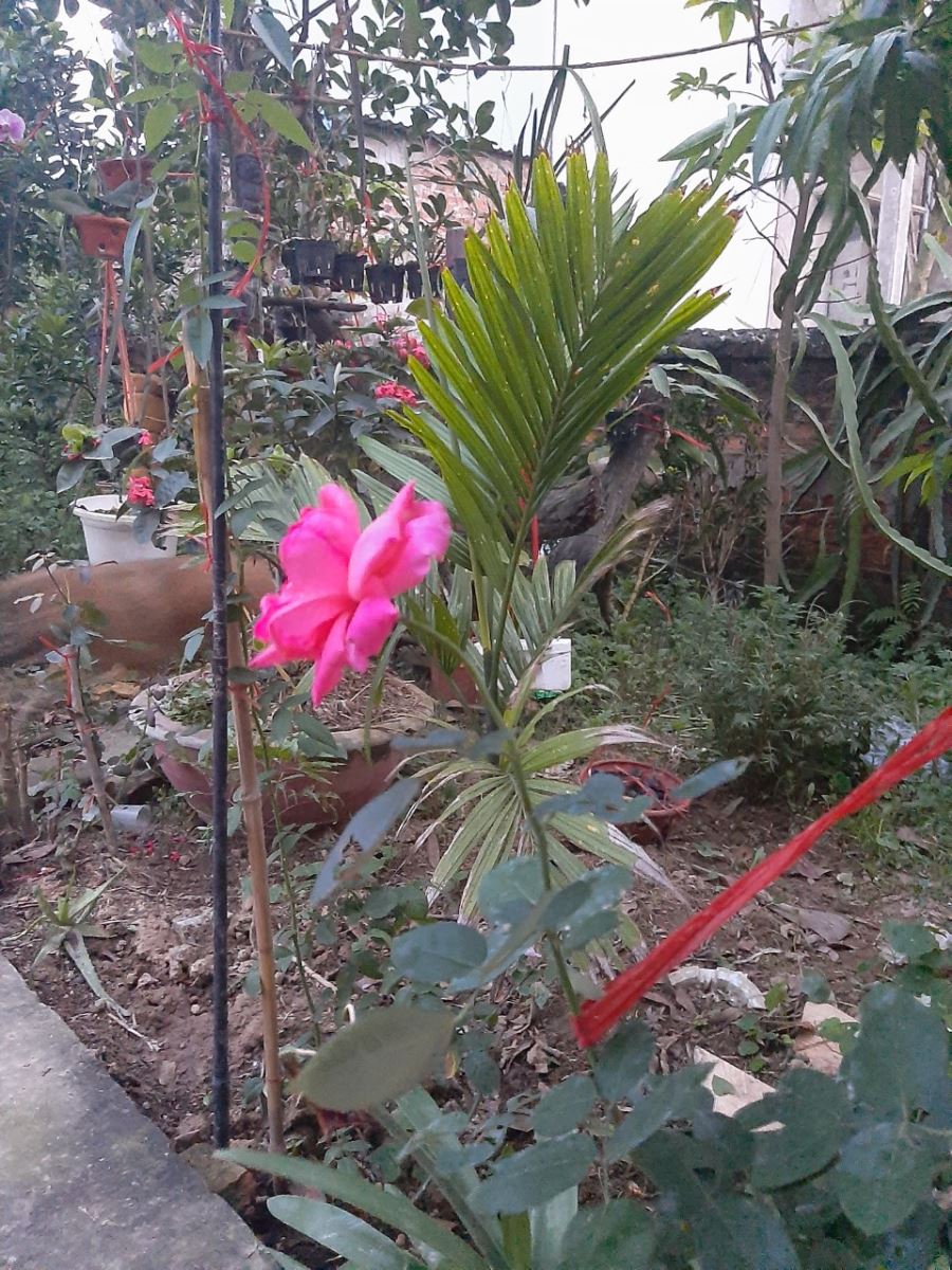 Kinh Nghiệm Trồng Hoa Hồng