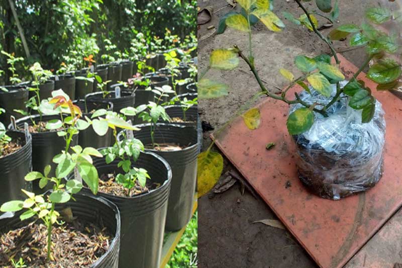 Các bước trồng hoa hồng