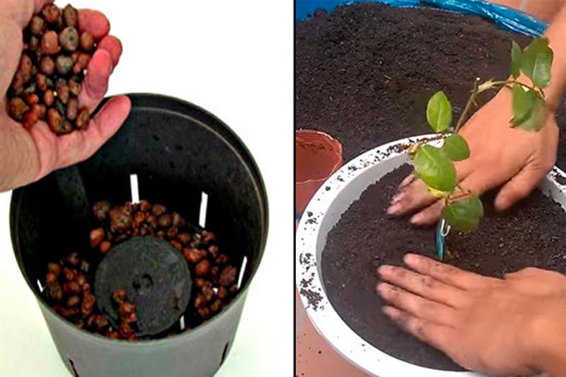 Các bước trồng hoa hồng
