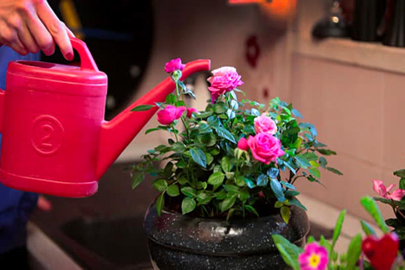 Các bước trồng hoa hồng