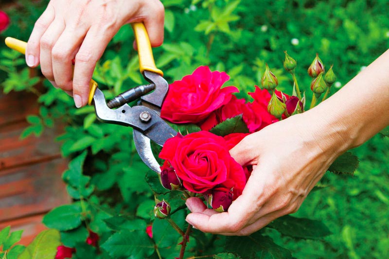 Các bước trồng hoa hồng