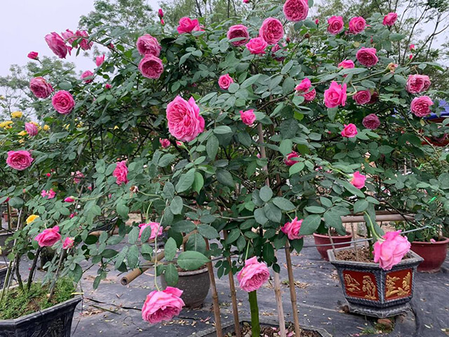 Bí quyết trồng và chăm sóc cây hoa hồng sai hoa, lớn nhanh như thổi