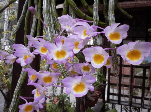 Cách trồng và chăm sóc lan Long Tu đẹp và chất