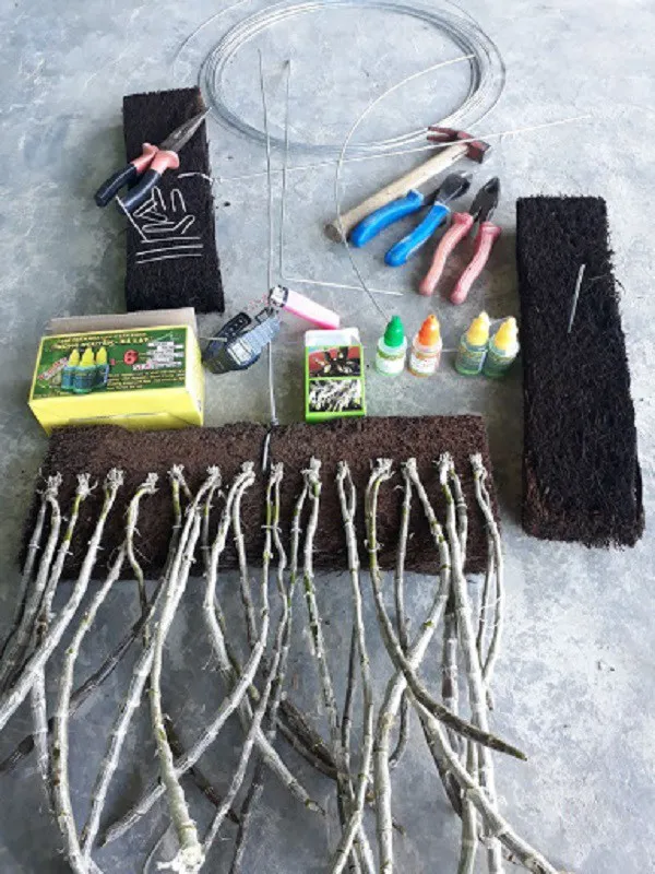 Cách trồng và chăm sóc lan Long Tu đẹp và chất