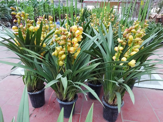 Địa lan Sato – một loại địa lan rất được ưa chuộng mỗi dịp tết đến