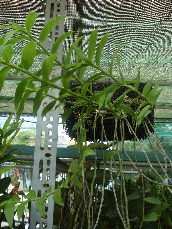 Đặc điểm của lan hạc vỹ