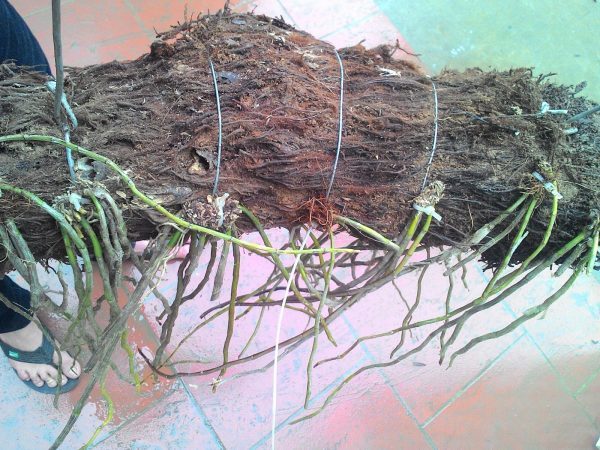 cách trồng lan hạc vỹ