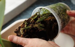 Hướng dẫn thay chậu mới cho lan hồ điệp, denro