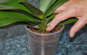 Hướng dẫn thay chậu mới cho lan hồ điệp, denro