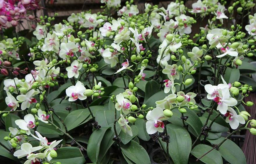 Kinh nghiệm chăm sóc hồ điệp nuôi cấy mô từ cây giống