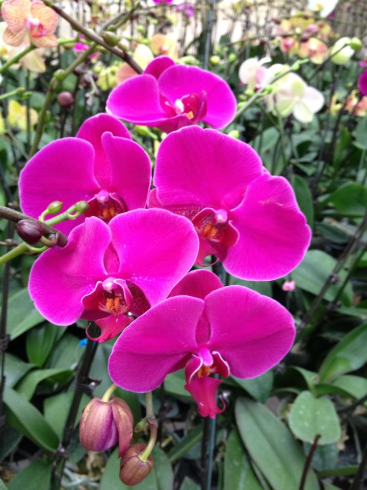 Lan mãn thiên hồng - Loài hoa đẹp nhất thế giới