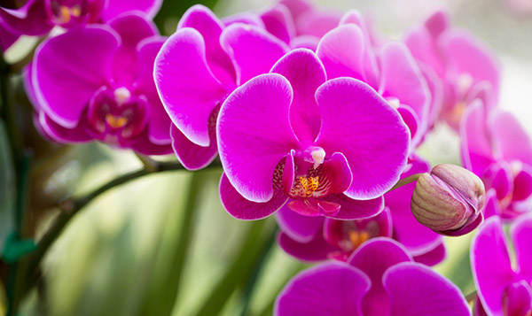 Lan mãn thiên hồng - Loài hoa đẹp nhất thế giới