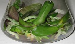Cách nhân giống lan Hồ điệp