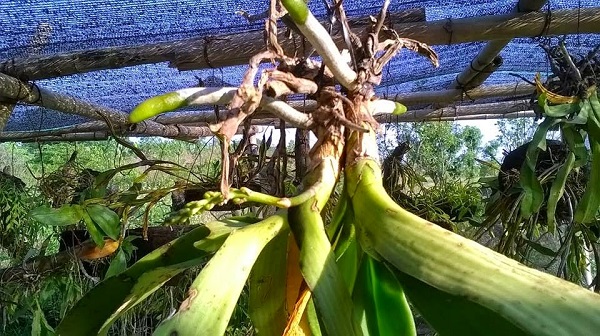 Thuốc chữa bệnh thối nhũn trên phong lan