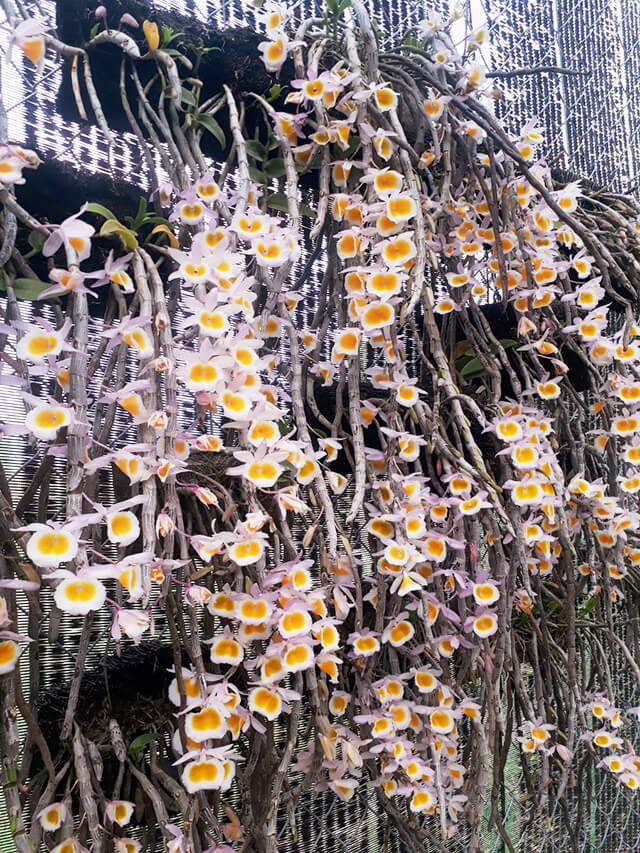 Lan Long tu sau tết
