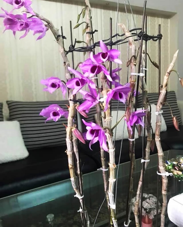 Trầm rồng đỏ chăm sóc khá đơn giản