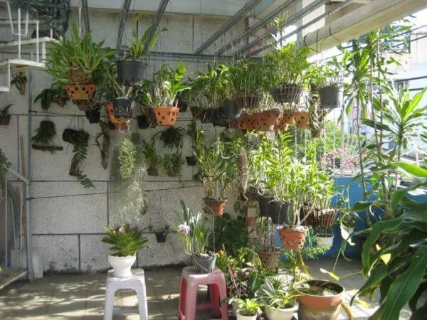 Những chú ý, sai lầm khi chăm sóc phong lan