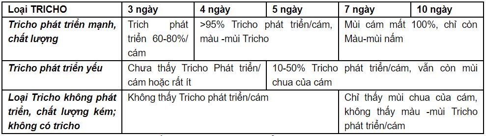 Hình ảnh nấm trichoderma