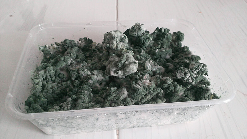 Nấm trichoderma sau 7 ngày nhân giống