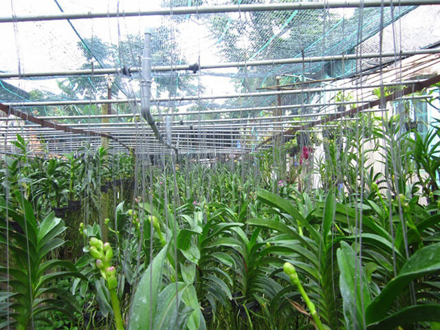 Cách tưới nước cho phong lan như thế nào là khoa học nhất?