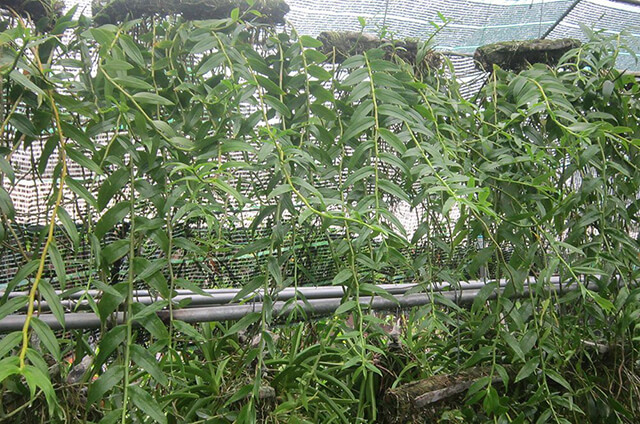 Cách tưới nước cho phong lan như thế nào là khoa học nhất?