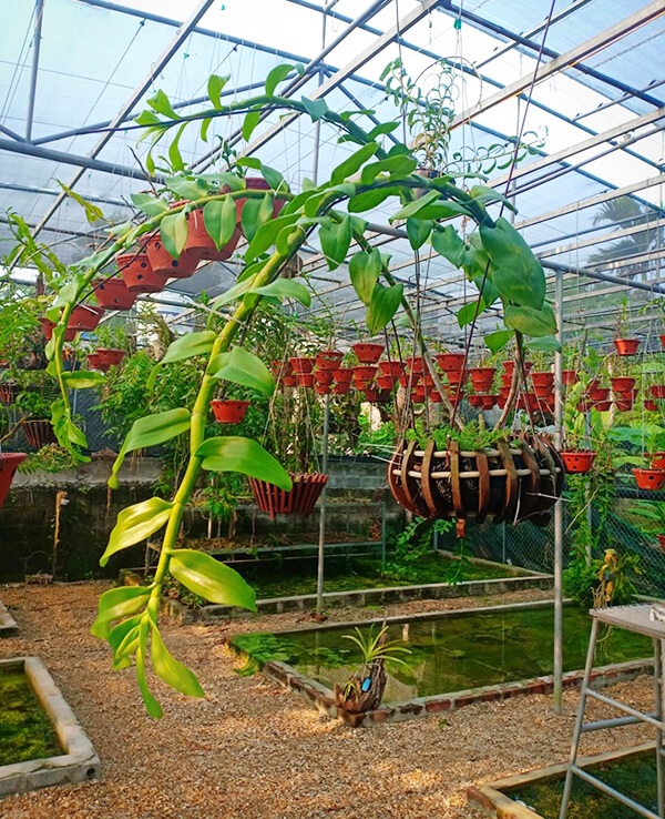 Chăm sóc lan mùa nghỉ