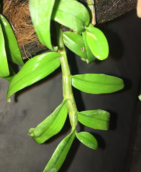 phi điệp thắt ngọn