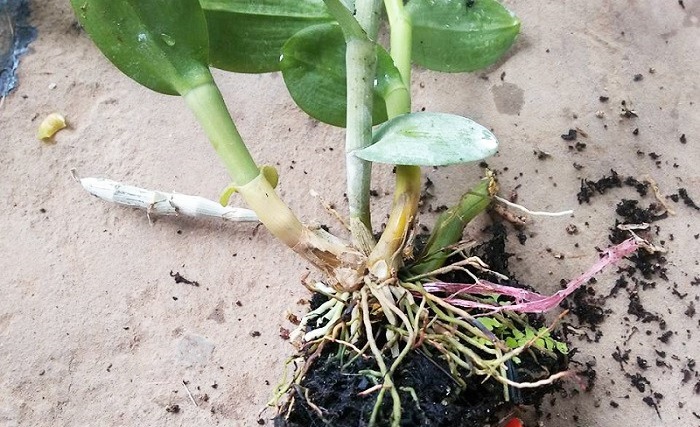 Bệnh thối nhũn trên lan đa thân lây lan cực nhanh