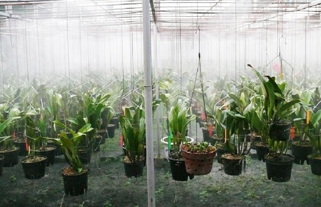 Tưới lan bằng hệ thống phun sương chống nóng