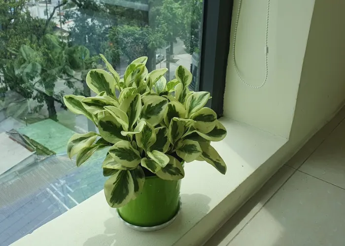 Người mệnh thủy hợp cây gì? không hợp với cây gì?
