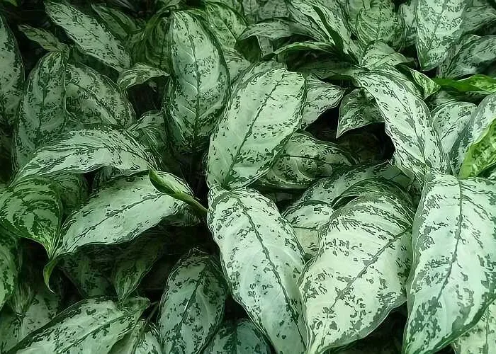 Người mệnh thủy hợp cây gì? không hợp với cây gì?