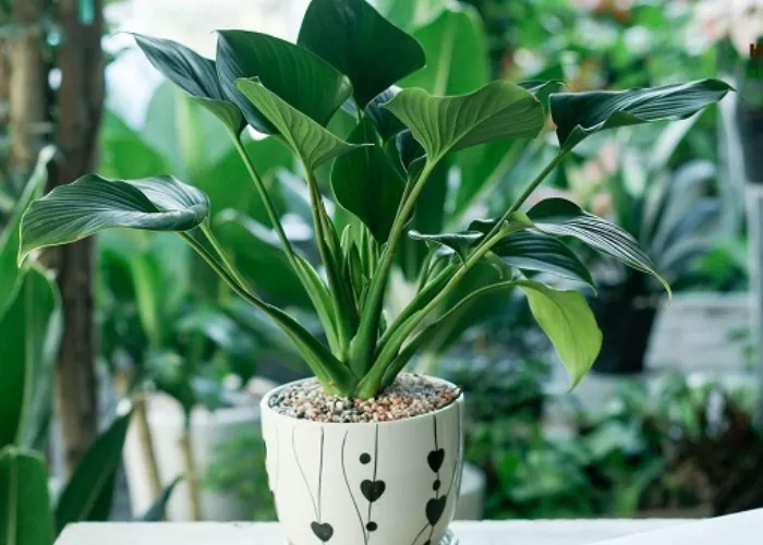 Người mệnh thủy hợp cây gì? không hợp với cây gì?