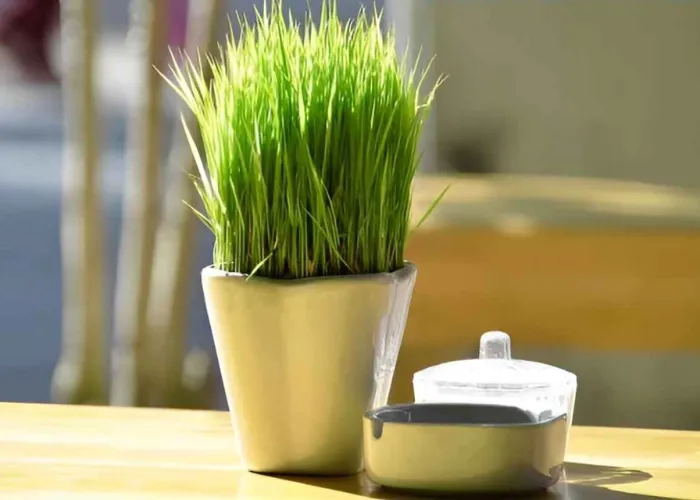 Người mệnh thủy hợp cây gì? không hợp với cây gì?