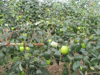 Giống táo Thái Lan