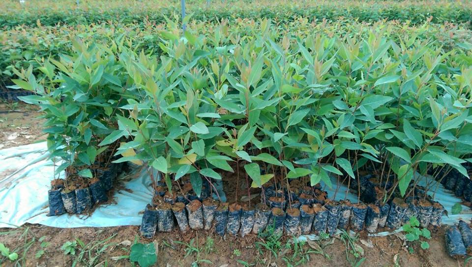 Giống bạch đàn trắng