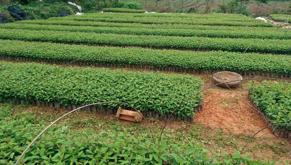 Giống bạch đàn trắng