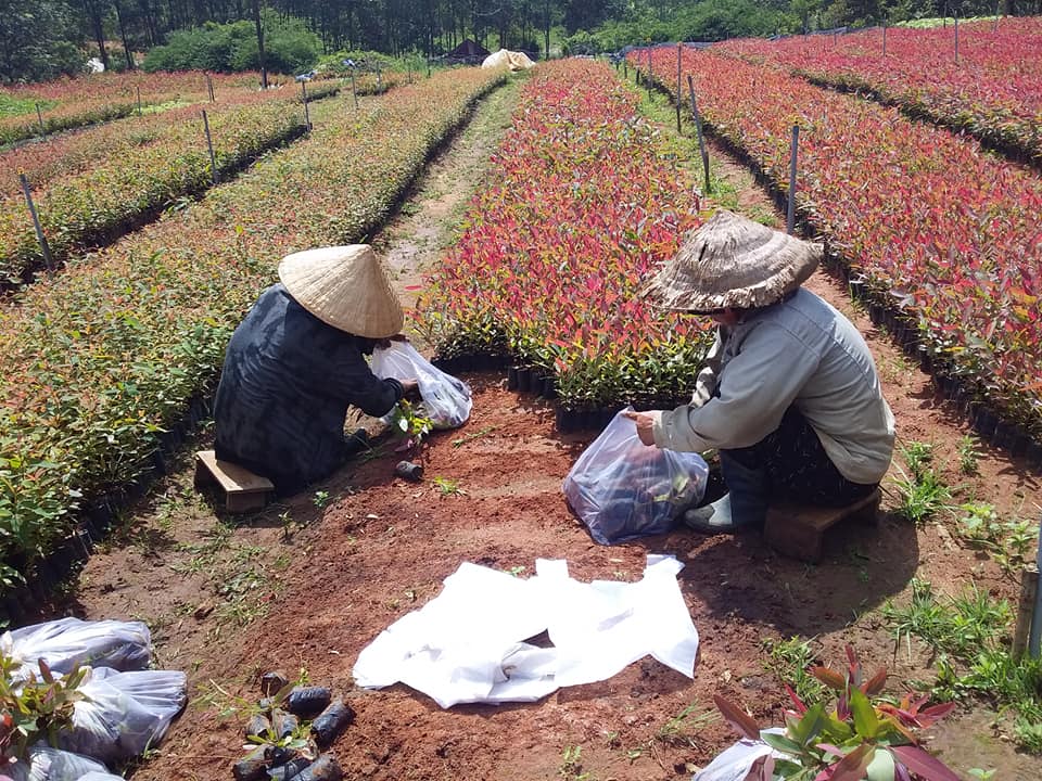 Giống cây bạch đàn đỏ