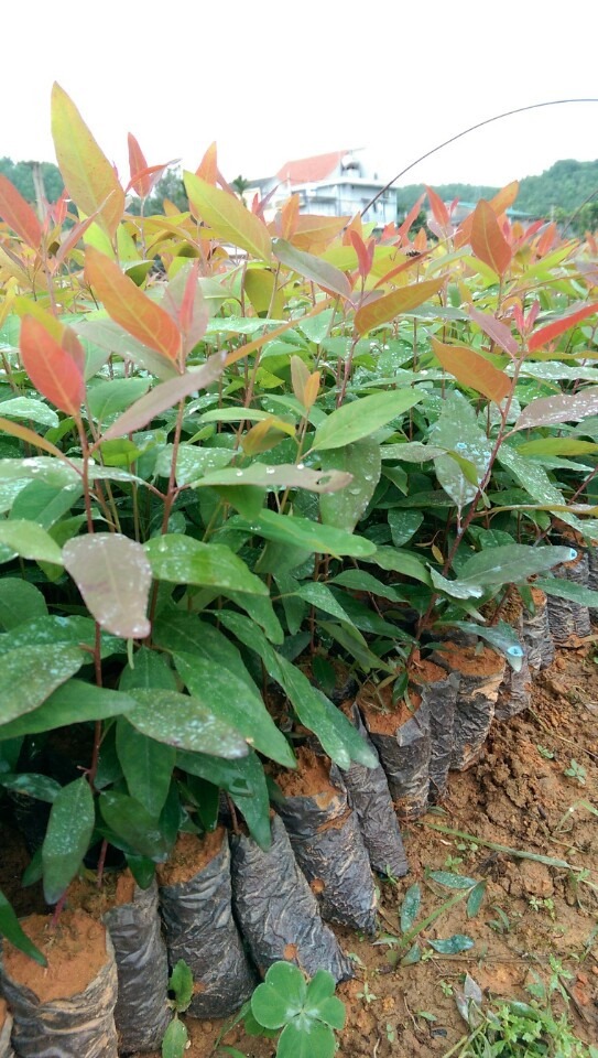 Giống cây bạch đàn đỏ