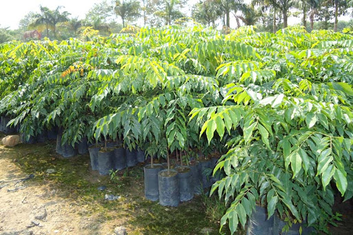 Cây gỗ lim xanh giống