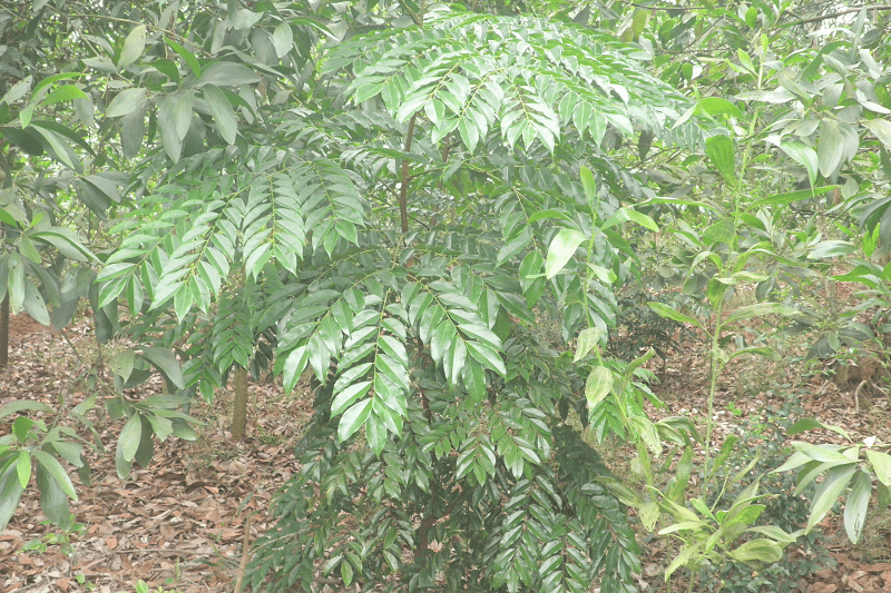 Cây gỗ lim xanh giống