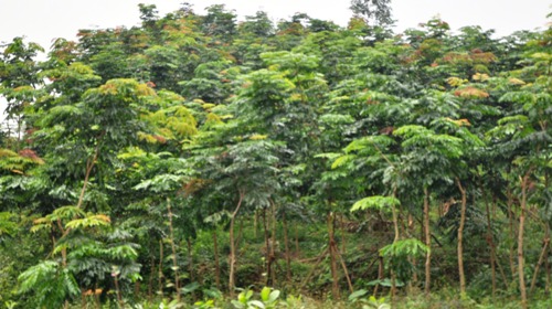 Cây gỗ lim xanh giống