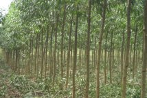 Giống cây keo lai