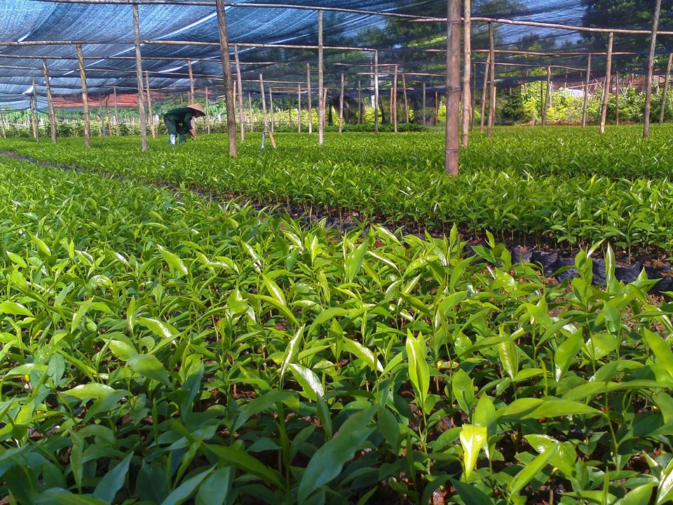 Giống cây trầm hương