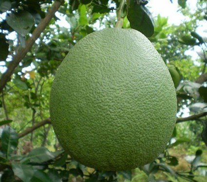 Giống bưởi da xanh ruột hồng