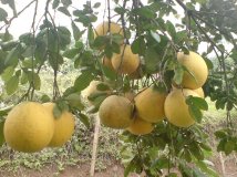 Giống bưởi diễn